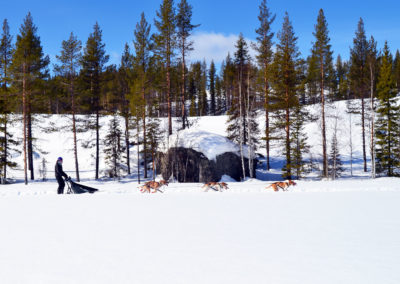 Le séjour chien de traîneau en Laponie au 3ème jour avec 6 chiens attelés qui filent à travers les étendues vierges