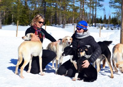 Les mushers prennent soin des chiens de traîneau au camp à Älgbäck en Laponie