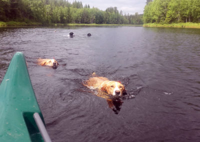 Les chiens de traîneau nagent dans la rivière Örån en Laponie sédoise