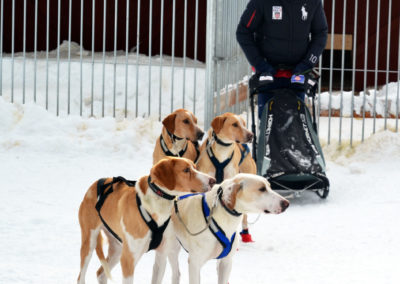 un stagiare prêt pour la séance de conduite de chien d'attelage de chien de traîneau en Laponie