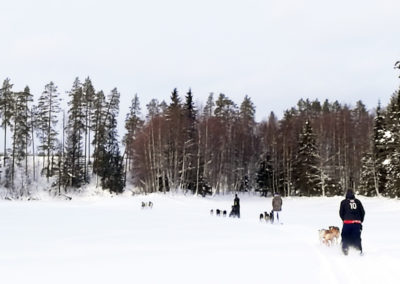 les attelages de chiens de traîneau filent dans la neige à travers les paysages lapons, en suède