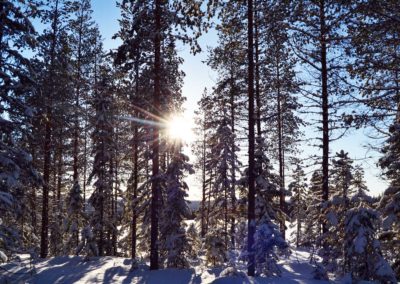 balade en forêt en Laponie suédoise