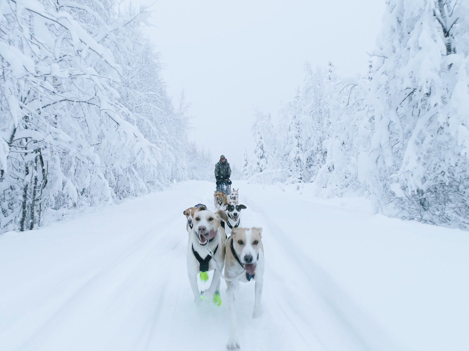 Aurélie en pleine sortie conduite d'attelage lors d'un séjour chien de traîneau en Suède.